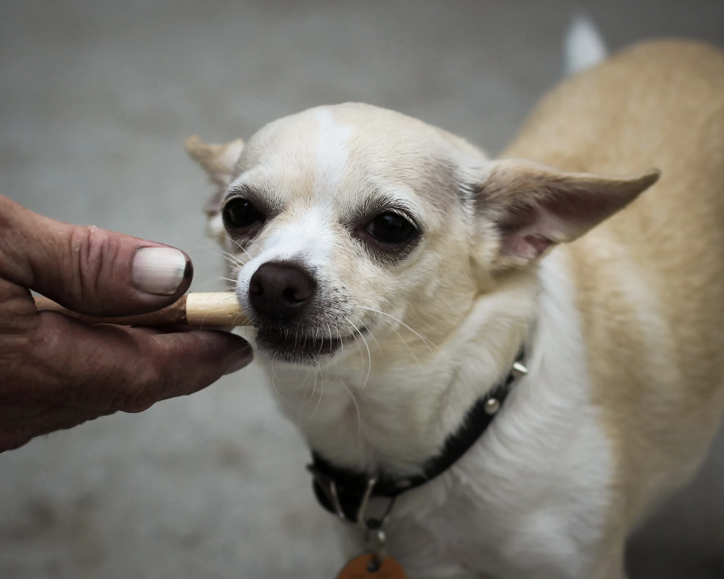 A small pale chihuahua being offered a treat held out in a hand