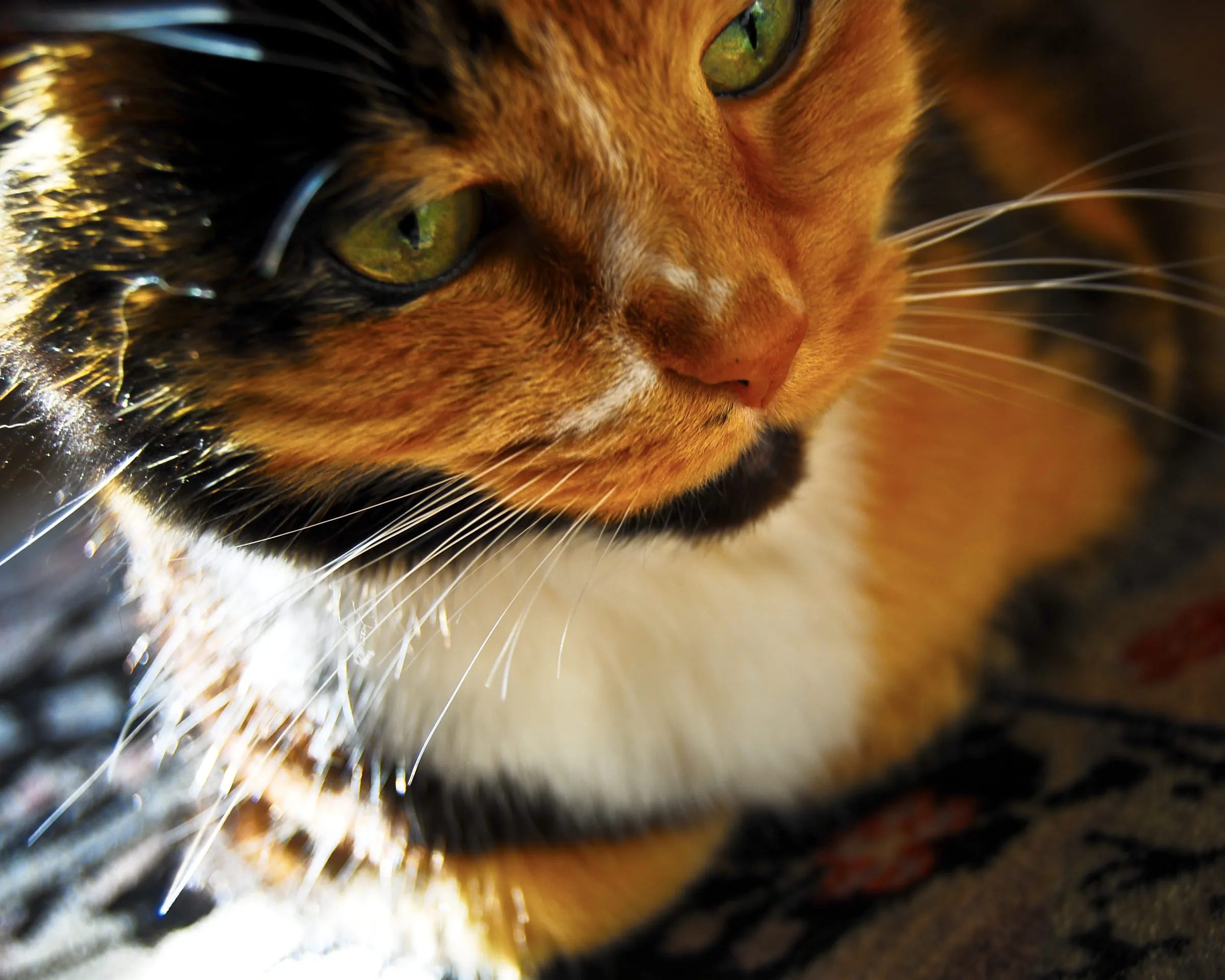 Cleo, a calico cat, in close profile with her whiskers lit against a dark rug
