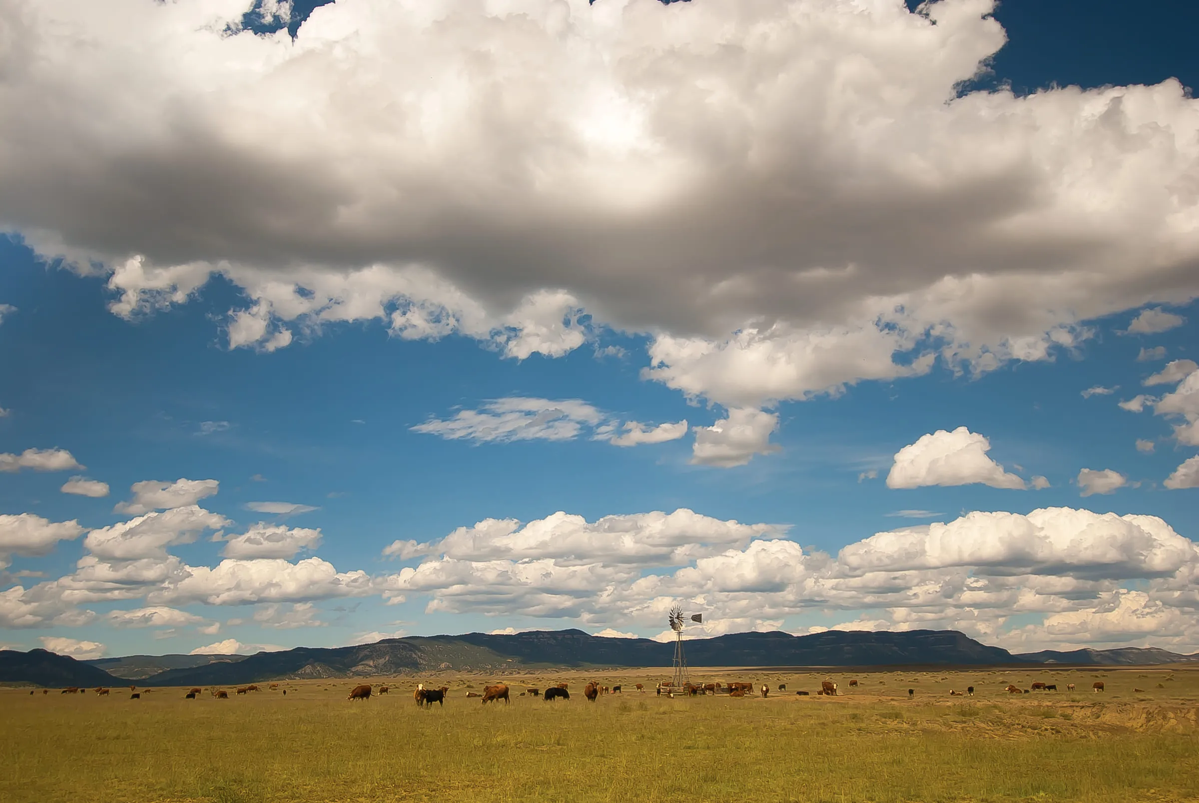 Cattle grazing on open range beside a windmill, under a wide sky of flat-bottomed clouds