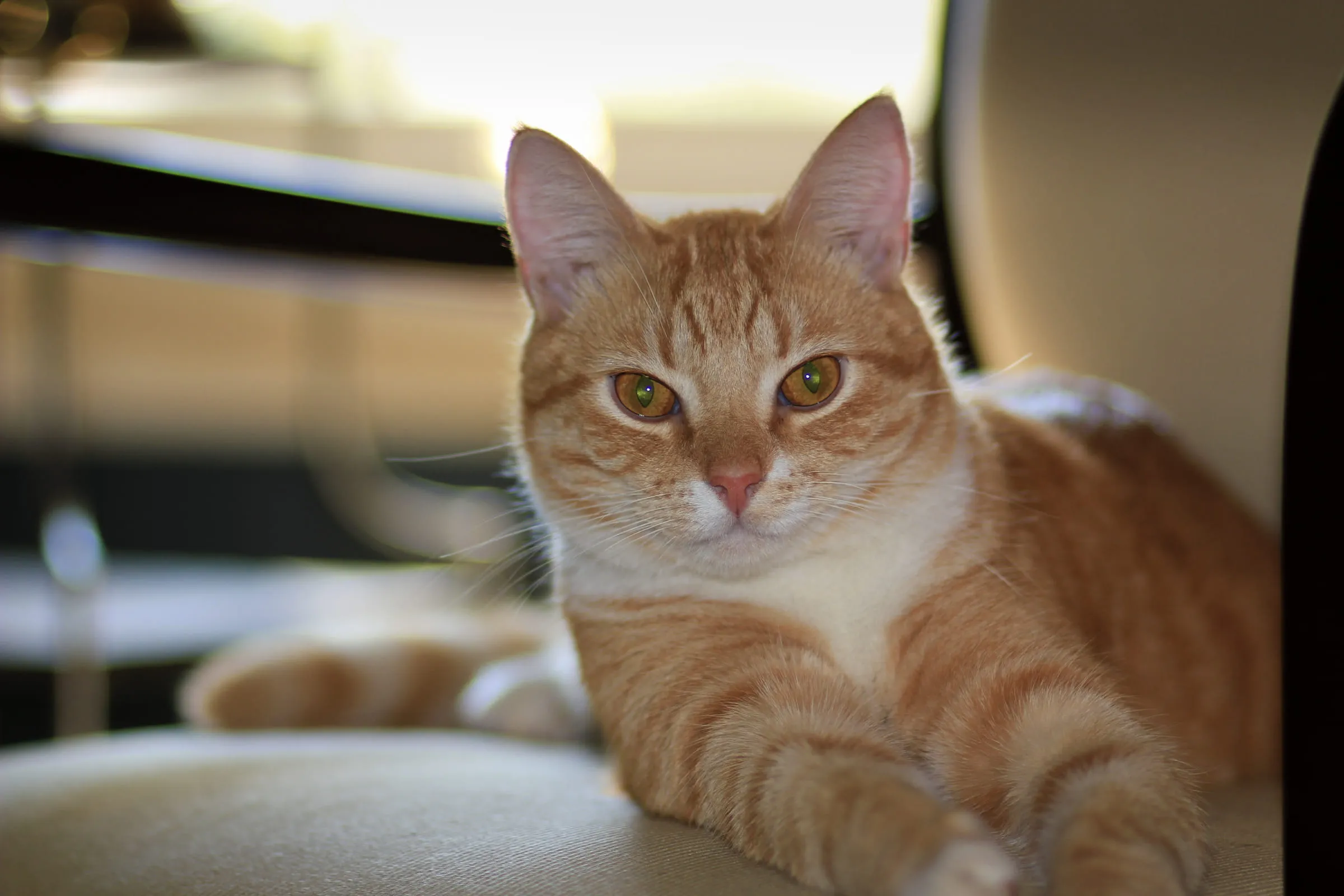 Hobbes, a ginger tabby, sitting upright on a pale cushion with paws tucked in