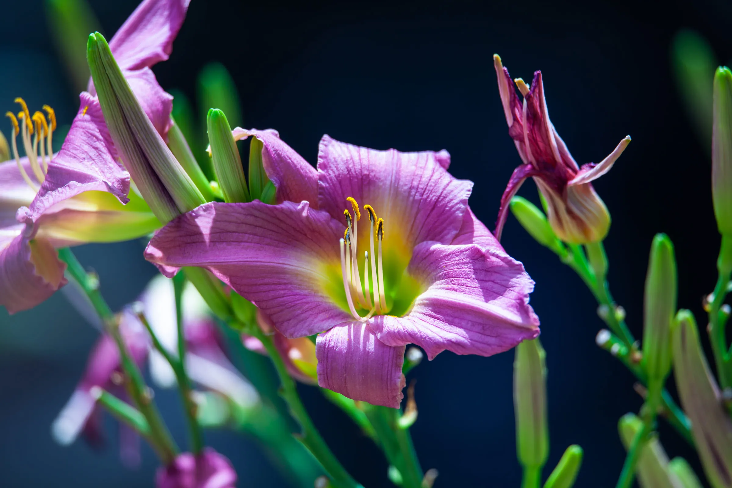 Pink daylilies in bloom, backlit against a dark background