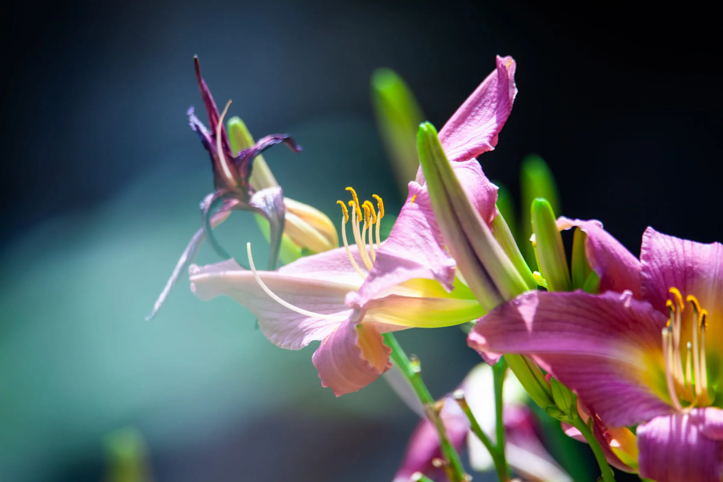 A cluster of pink daylilies and buds, shallow focus on the open flower