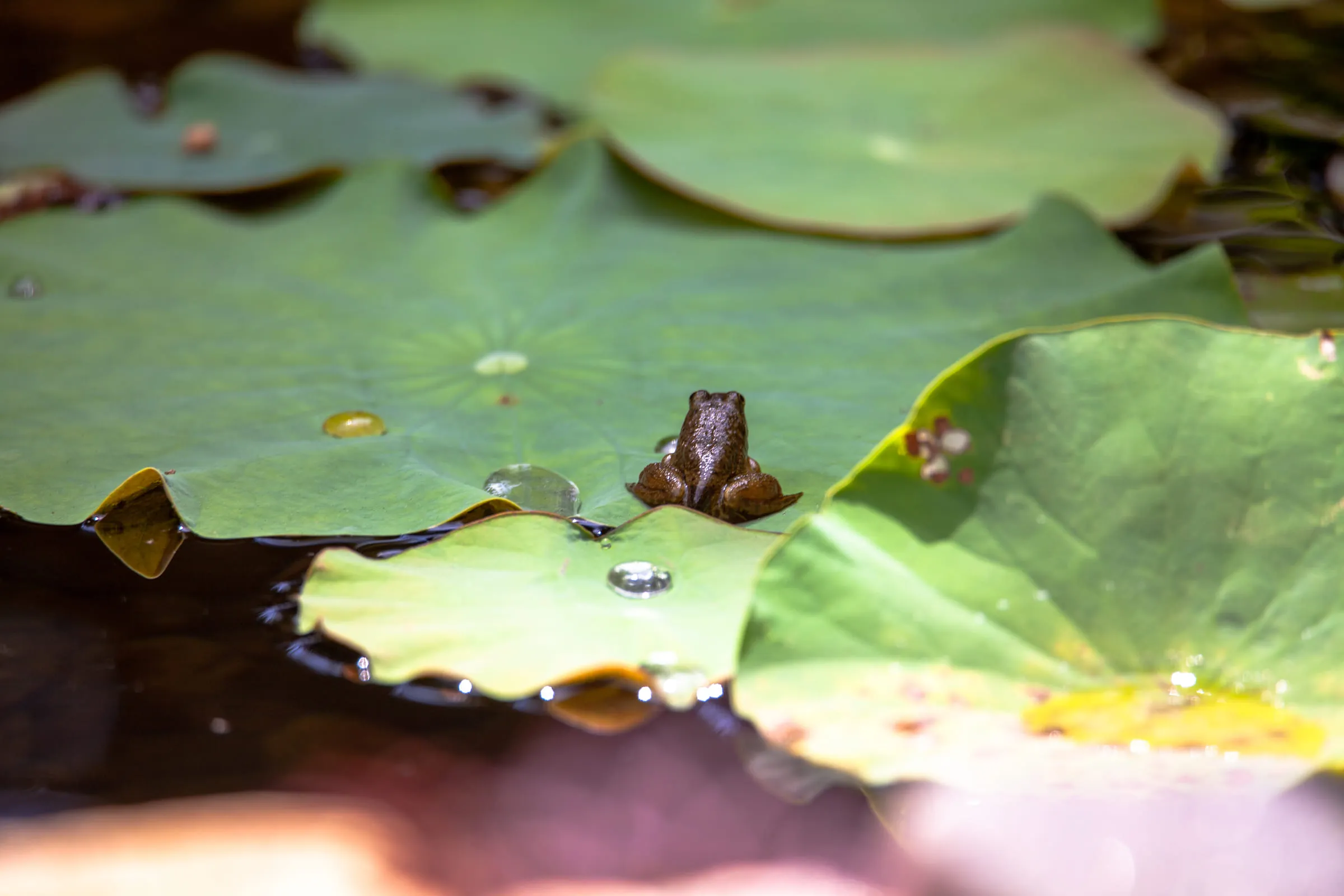 A small frog resting on a lily pad among water droplets