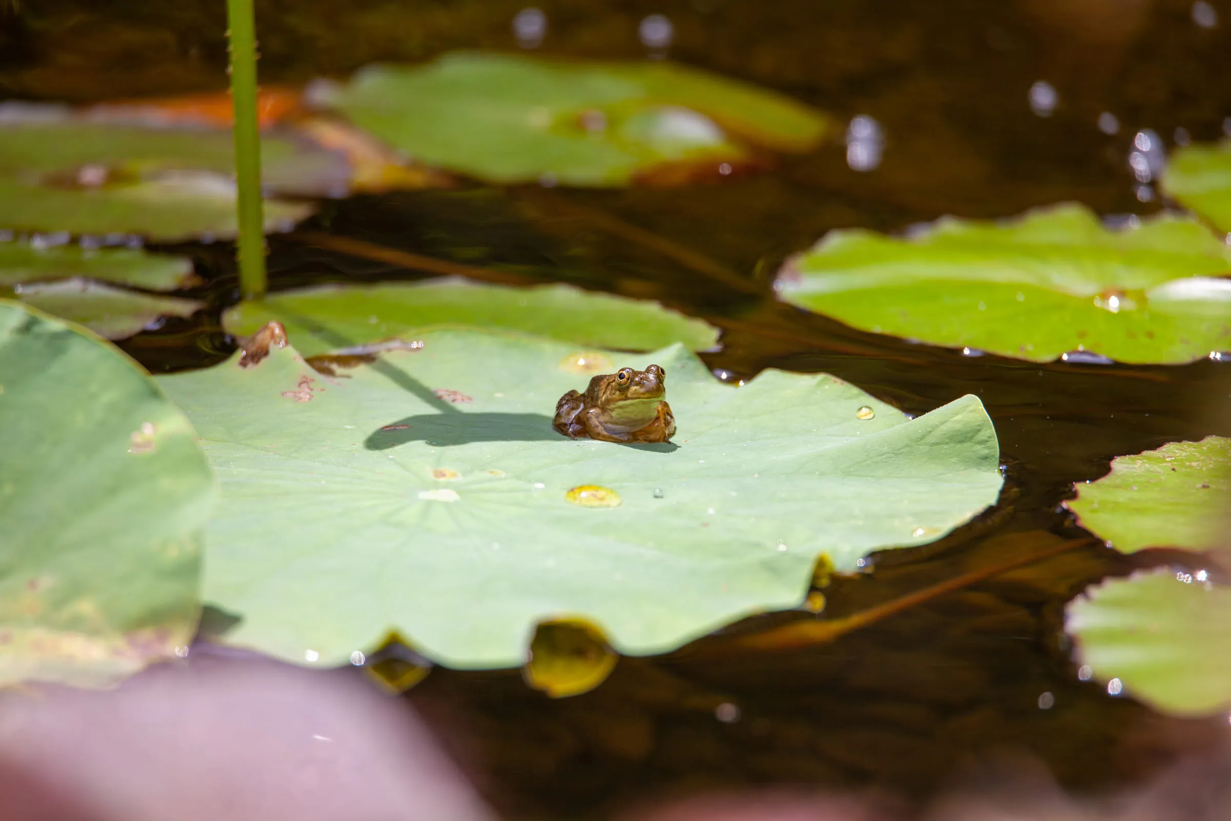 A frog sitting on a broad lily pad in still brown water