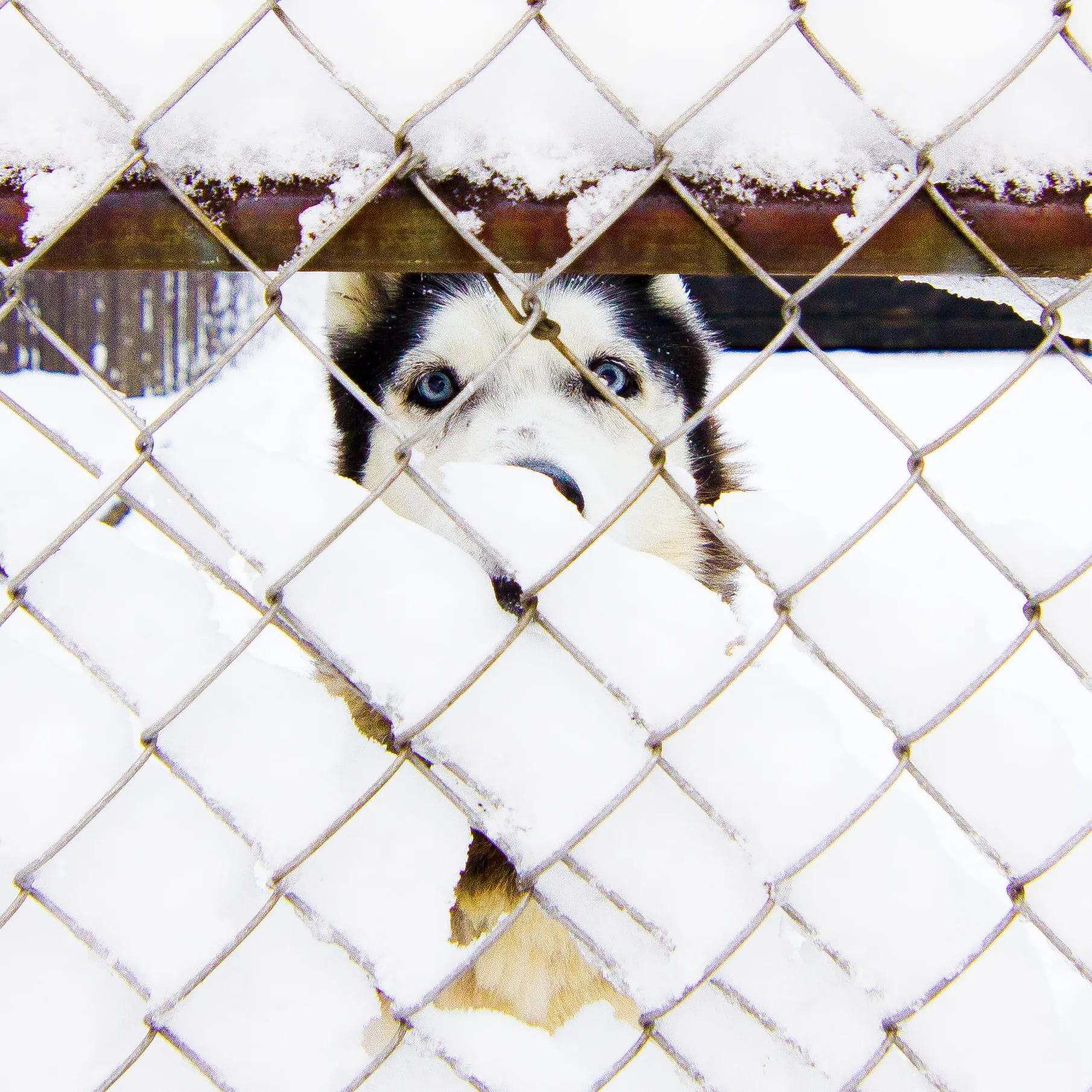 Kayla, a husky, looking through a snow-covered chain-link fence