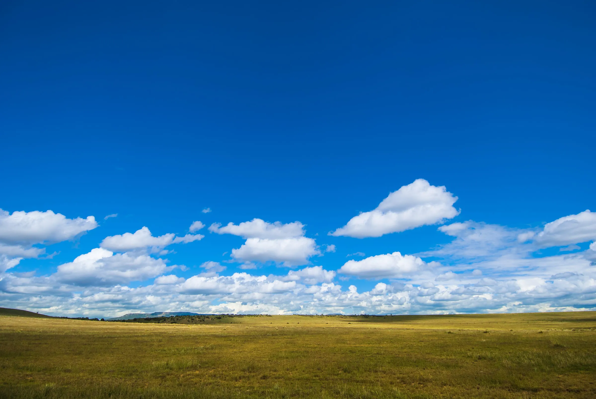 Flat green grassland running to a low horizon beneath a deep blue sky and scattered cumulus