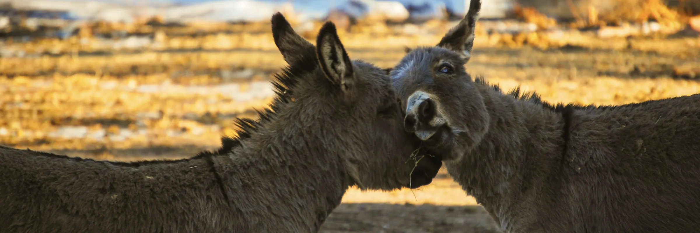 Two grey donkeys nuzzling head to head in warm low sunlight