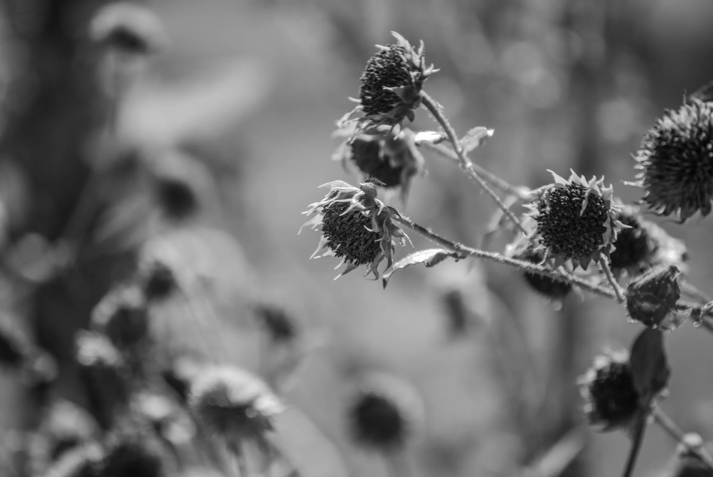 Black and white close-up of spent sunflower heads drooping on hairy stems